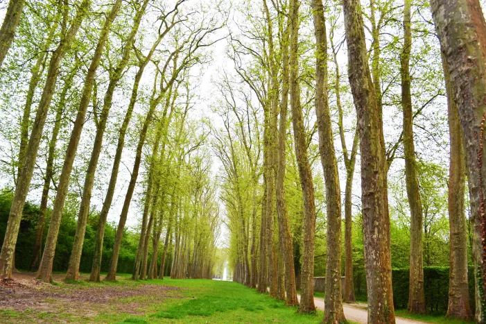 Symmetrical rows of tall trees lining a grassy path, lush green spring foliage